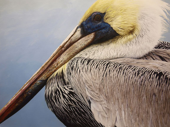 Brown Pelican Fine Art Print